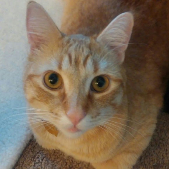 Meet your Posher, The weasley - Picture 1 of 1